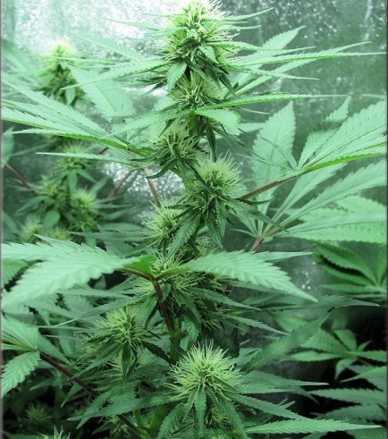 Dark Dragon (Kingdom Organic Seeds)