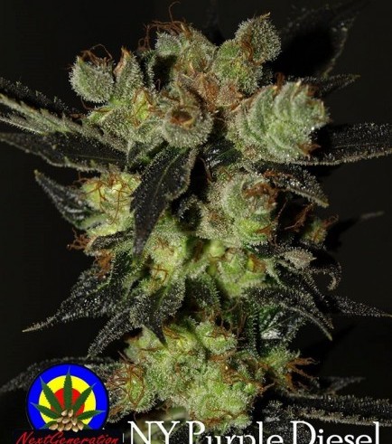 NY Purple Diesel (Next Generation Seed Company)