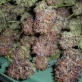 NY Purple Diesel (Next Generation Seed Company)