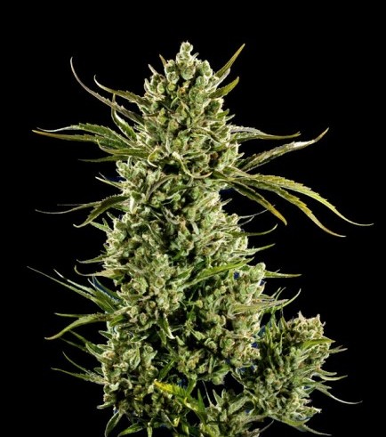 Space Queen (Subcool's The Dank)