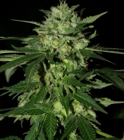 Romulan Kush (Next Generation Seed Company)