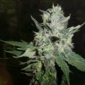 Romulan Kush (Next Generation Seed Company)