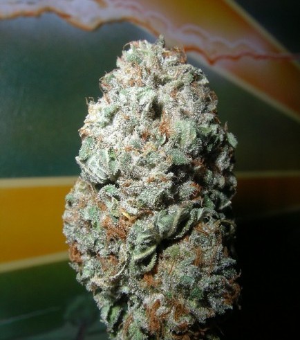 Romulan Kush (Next Generation Seed Company)