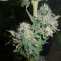 Romulan Kush (Next Generation Seed Company)