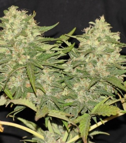 Critical Super Silver Haze (Delicious Seeds)