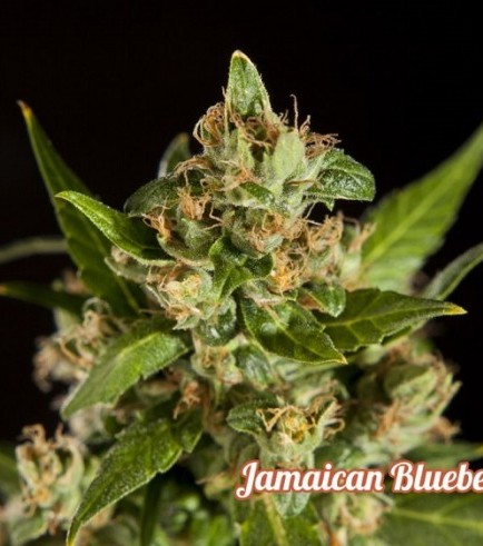 Jamaican Blueberry BX (Philosopher Seeds)