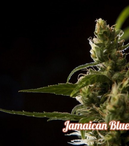 Jamaican Blueberry BX (Philosopher Seeds)