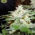 Ghostrider (Karma Genetics)