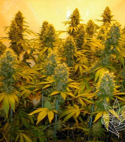 Top 44 (Homegrown Fantaseeds)