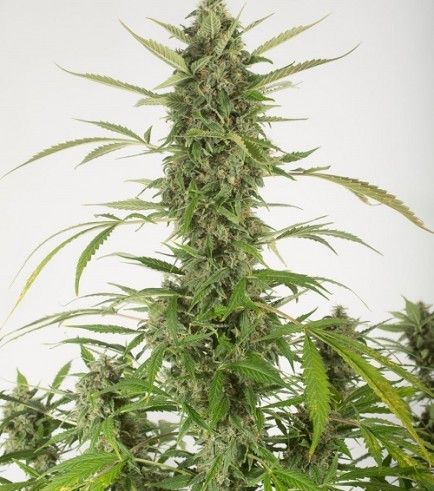 Bubba Kush Autofiorente (Dinafem)