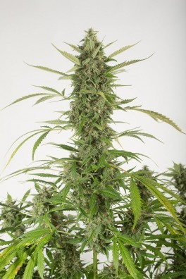 Bubba Kush Autofiorente