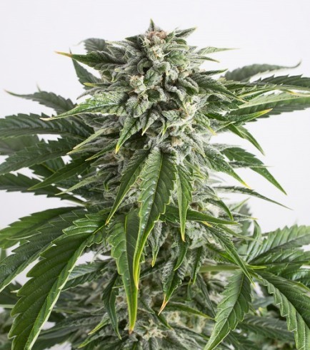 Bubba Kush Autofiorente (Dinafem)