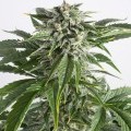 Bubba Kush Autofiorente (Dinafem)