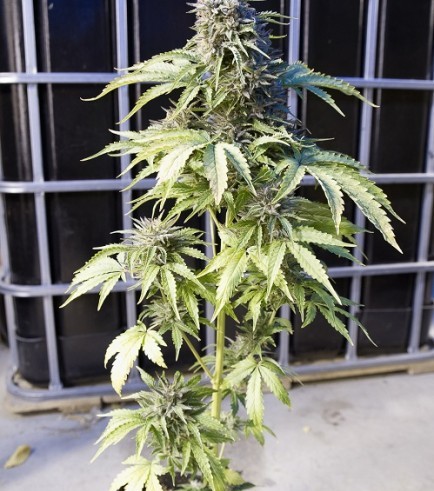 Bubba Kush Autofiorente (Dinafem)