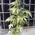 Bubba Kush Autofiorente (Dinafem)