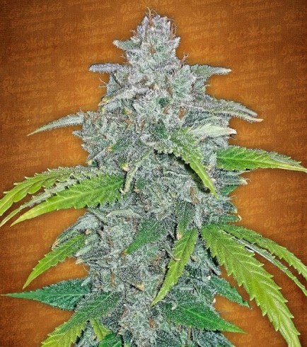 Blue Dream'matic (Fast Buds)