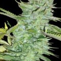 Skunk Afghani (Original Sensible Seeds)