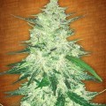 CBD Crack Autofiorente (FastBuds)