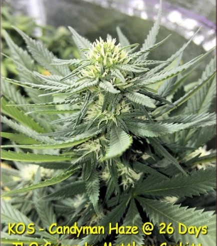 Candyman Haze (Kingdom Organic Seeds)