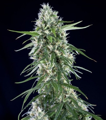 Super Silver Bilbo (Genehtik Seeds)