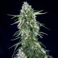 Super Silver Bilbo (Genehtik Seeds)