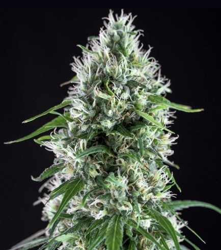 Super Silver Bilbo (Genehtik Seeds)