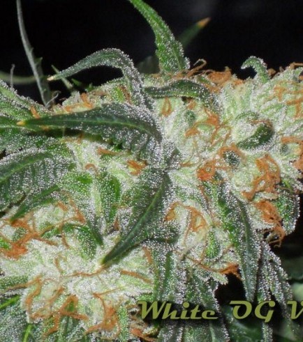 White OG (Karma Genetics)