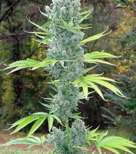 SSSDH x Jack (Karma Genetics)