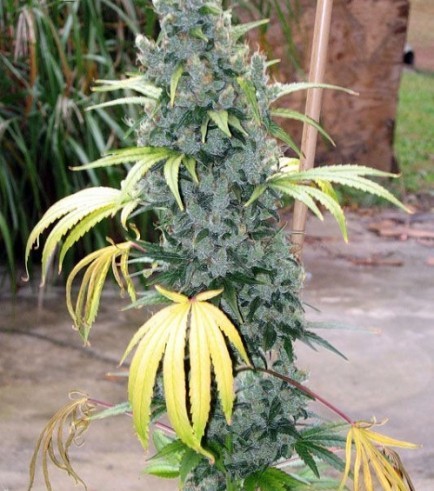 SSSDH x Jack (Karma Genetics)