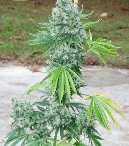 SSSDH x Jack (Karma Genetics)