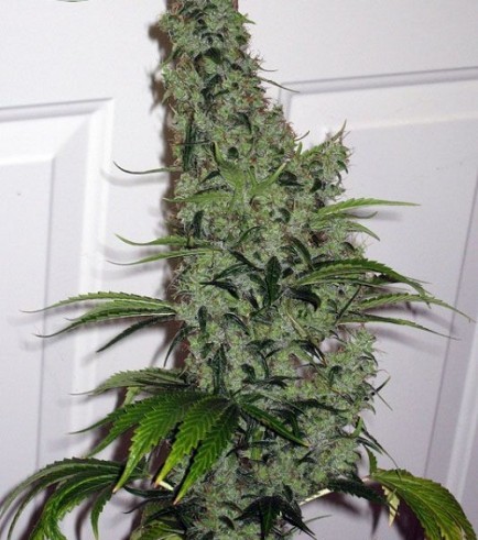 SSSDH x Jack (Karma Genetics)