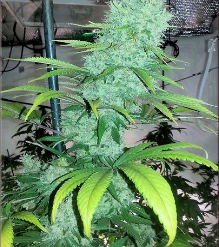 Cap Peeler (Kingdom Organic Seeds)