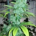 Cap Peeler (Kingdom Organic Seeds)