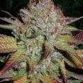 Grapefruit Diesel (Next Generation Seed Company)