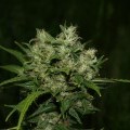 Grapefruit Diesel (Next Generation Seed Company)