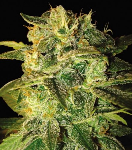 Sugar Mango Ryder (World of Seeds)