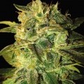 Sugar Mango Ryder (World of Seeds)