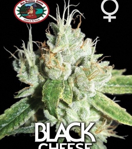 Black Cheese (Big Buddha Seeds)