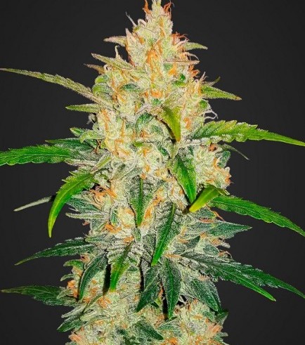 Zkittlez Autofiorente (Fast Buds)