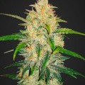 Zkittlez Autofiorente (Fast Buds)