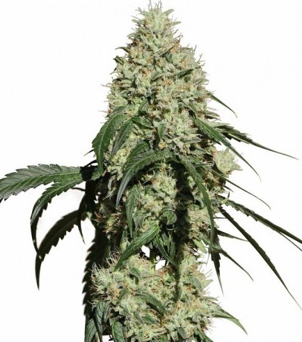 Nagual (Medical Marijuana Genetics)