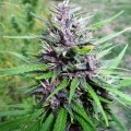 Master Hemp (Medical Marijuana Genetics)