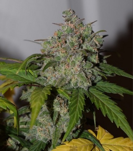 Tangie'matic (Fast Buds)