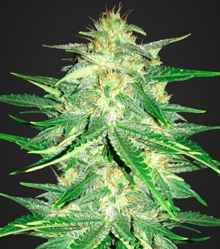 Lemon AK Autofiorente (Fast Buds)