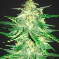 Lemon AK Autofiorente (Fast Buds)