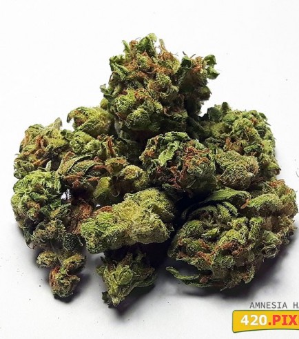 Amnesia Haze (420.pixels)