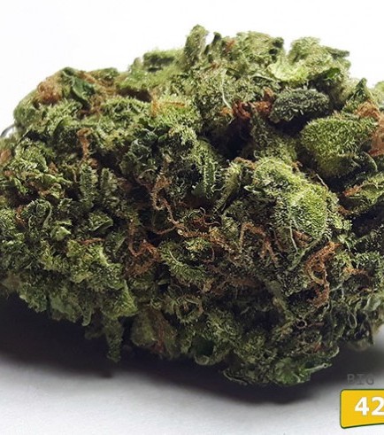 Big Buddha Cheese (420.pixels)