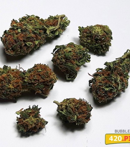 Bubble Kush (420.pixels)