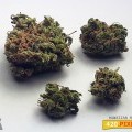 Hawaiian Haze (420.pixels)