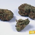 Jack Herer (420.pixels)